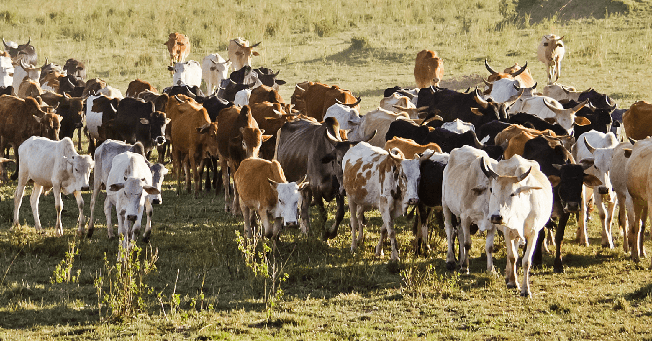 Herd of Livestock